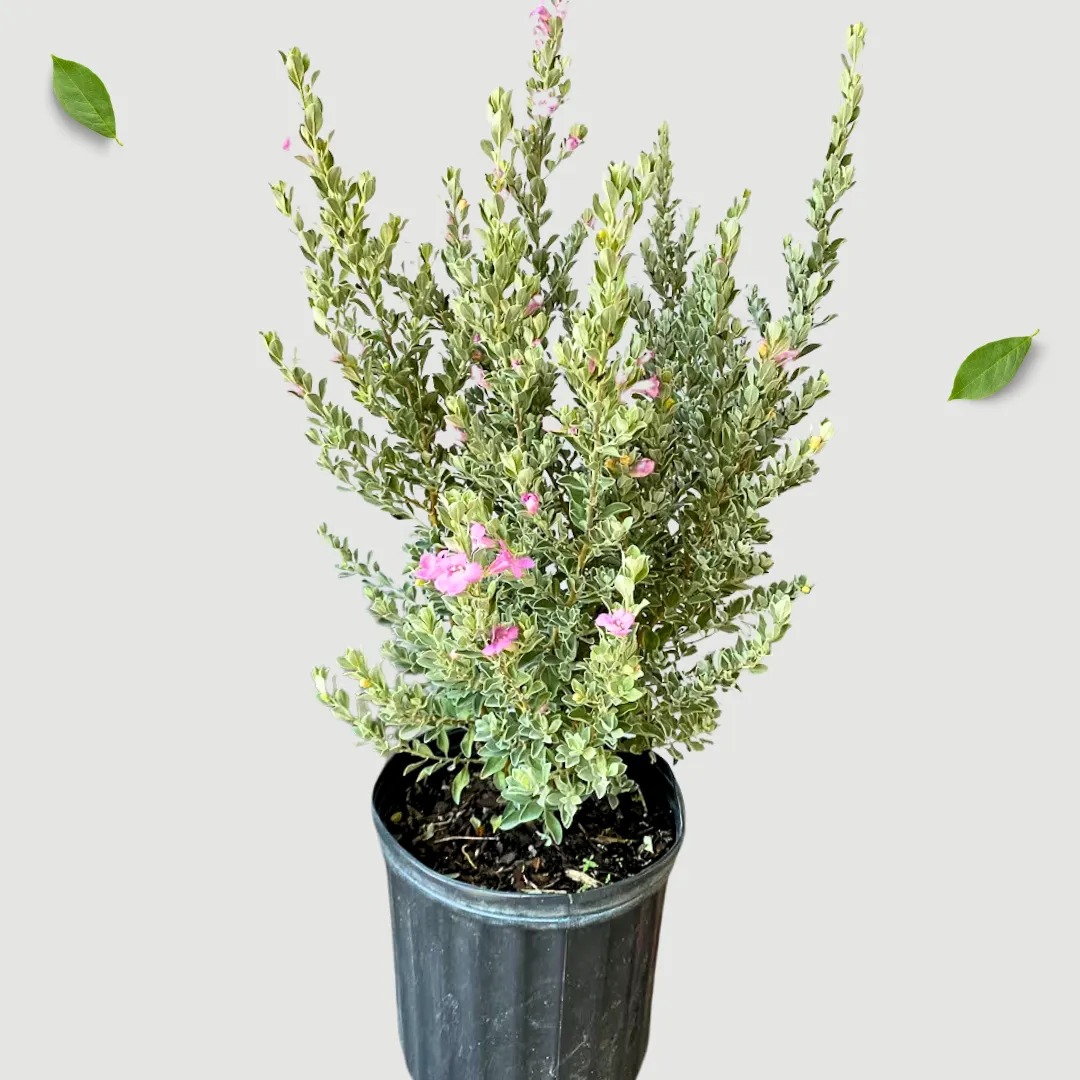 Bring Nature Home with Lalit