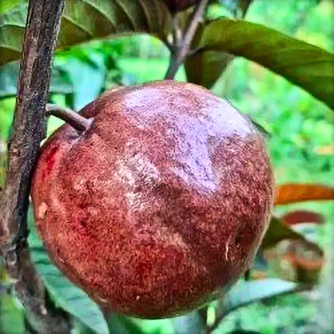 Fruit Plants