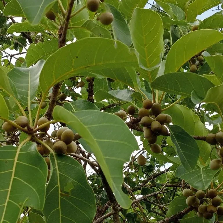 Foliage